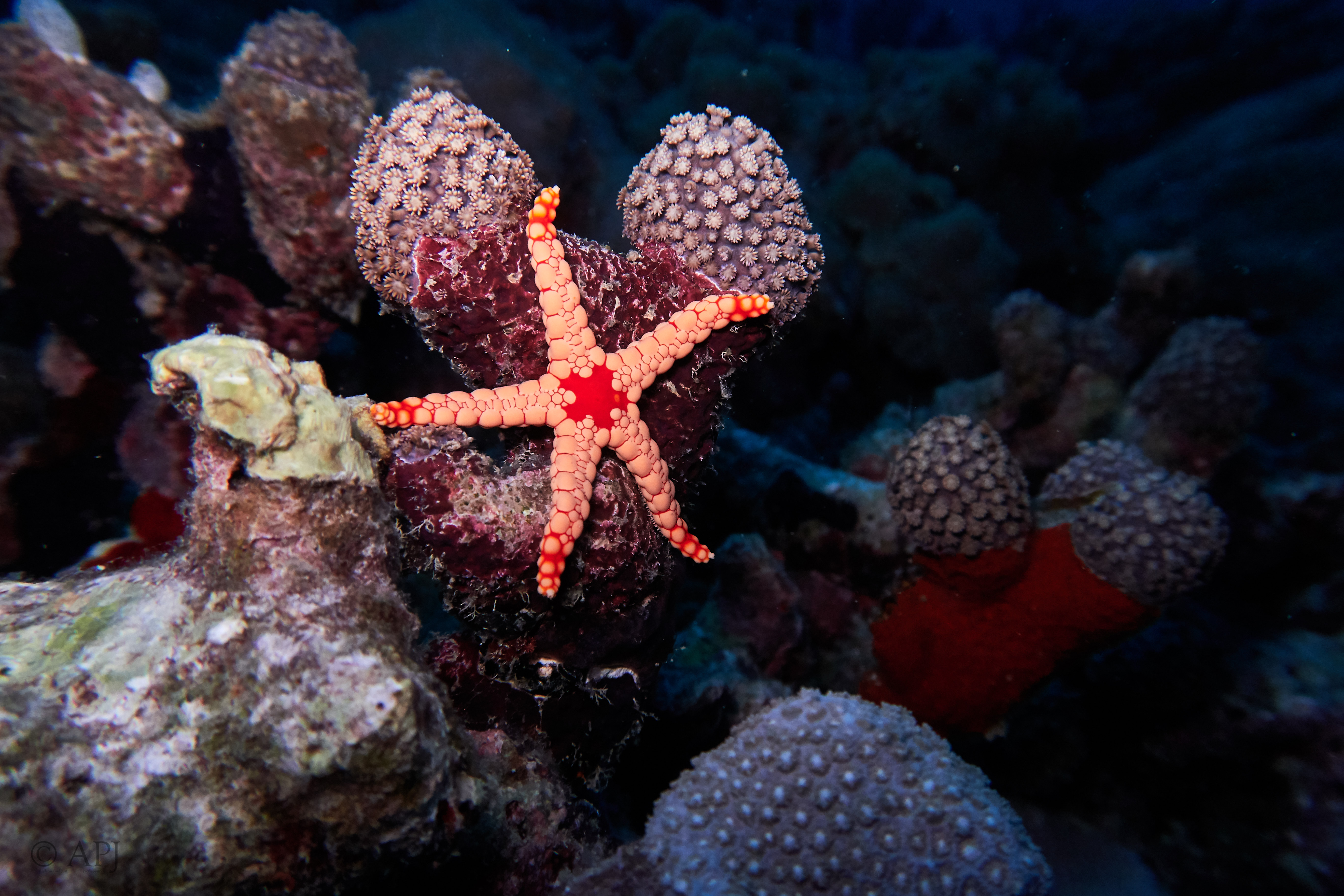 000568 14 08 17  Canon PowerShot G7 X Mark II   Malediven2017